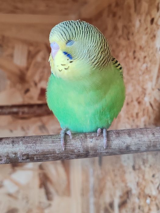 Papagali peruși pui și maturi