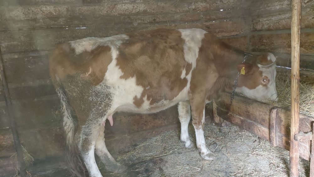 Vând vacă cu vițel