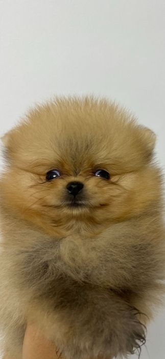 Pomeranian mini toy