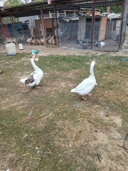Gâște de anul trecut