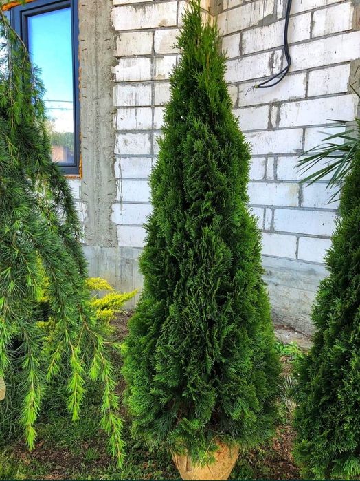 Tuia smaragd ( thuja ) cupressus leylandii 1.6m - 1.8m, gard viu verde