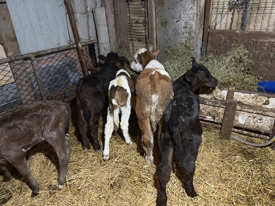 Vitei taurasi si vitele