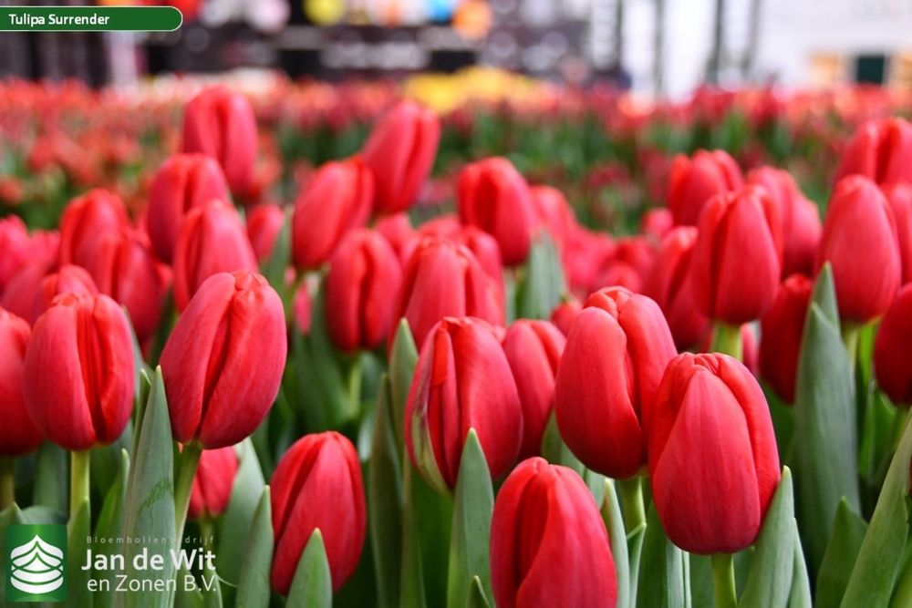 Тюльпаны с Голландий оптом