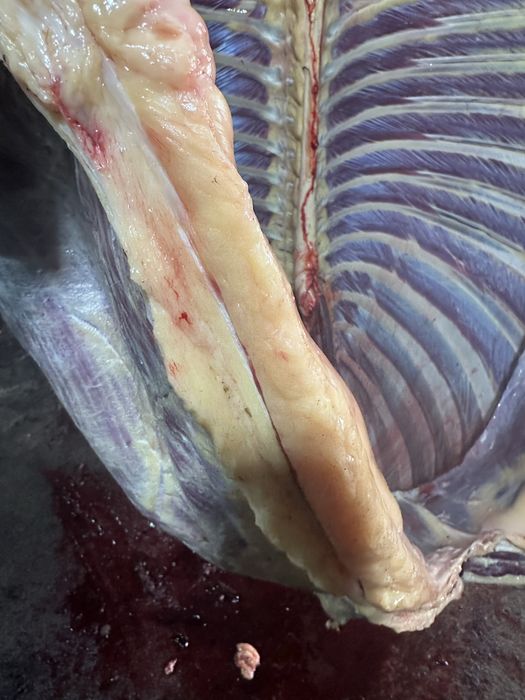 Жас биелер, байталдар сатам