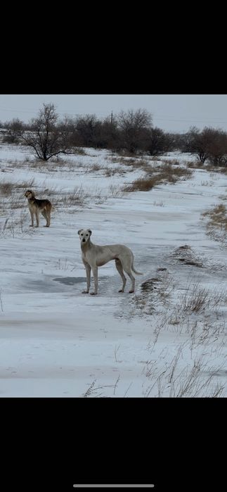 Продам Хортяка 2 Года