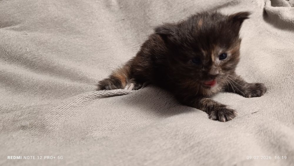 Бронь котята Мейн-куны