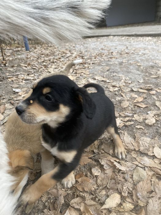 Щенок мальчик милаш