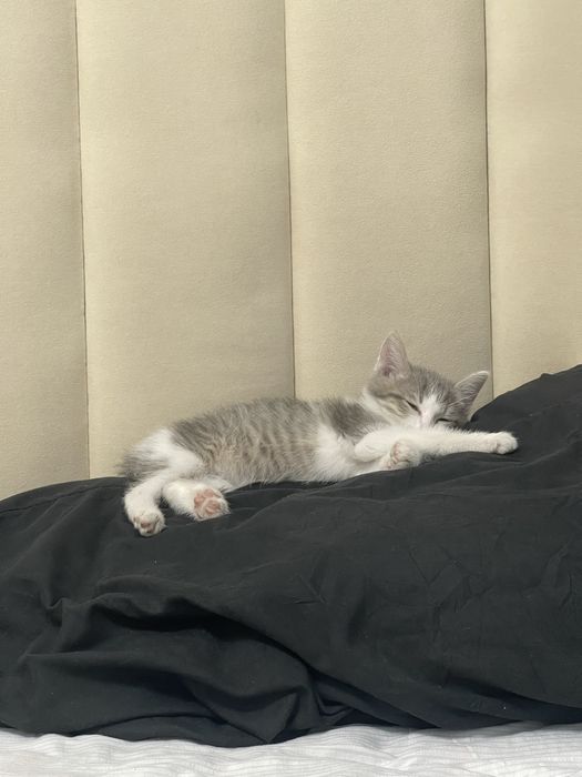 Котенок мальчик