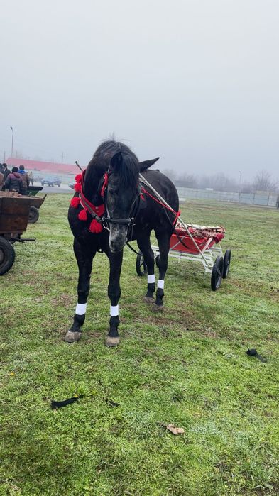 Disponibilă iapa de 5 ani