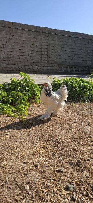 Brama 1 ta horoz 3 ta tovuq