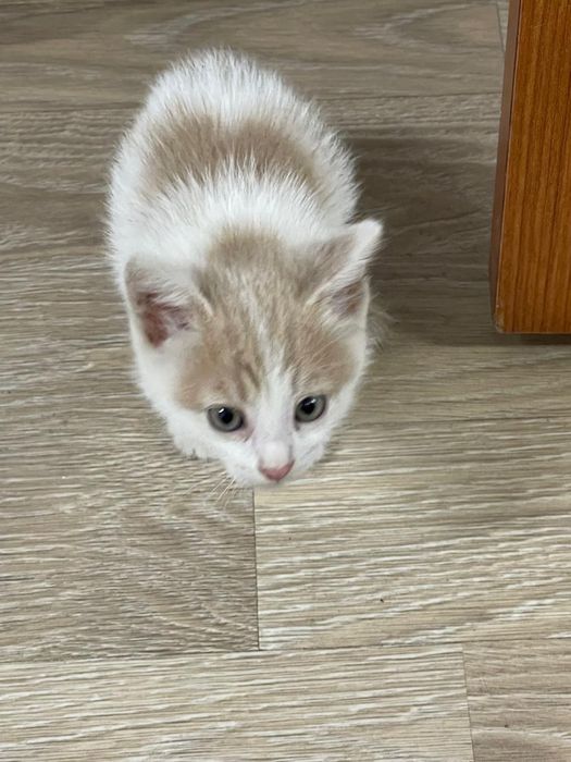 Малыши котята ищут новых хозяев