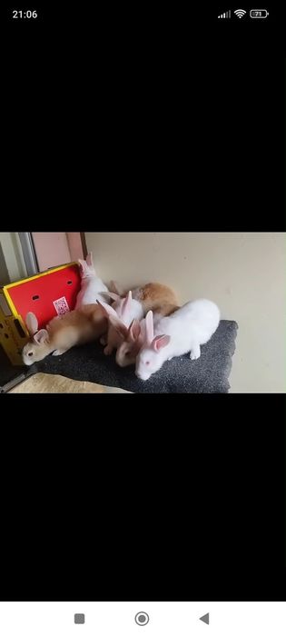 Hycole tineret disponibil!