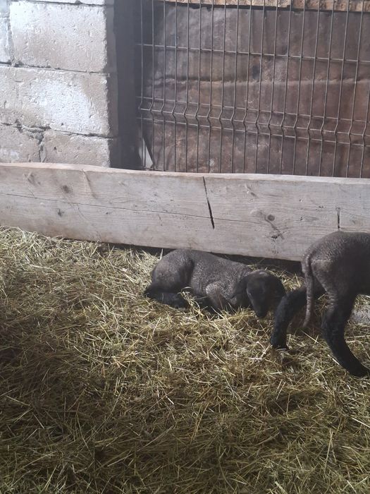 Disponibil berbec si oaie cu doua miele