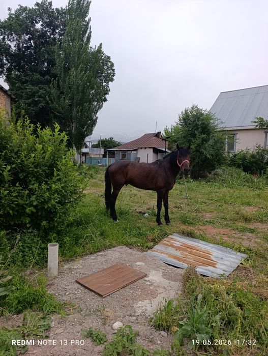 Продам жеребица жорга 4 года