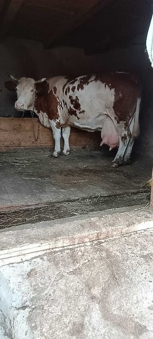 Vacă de Vânzare rasa Băltată Românească