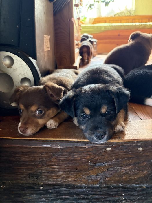 Подарявам дребни кученца