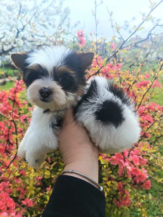 Бивер Йоркширски териер