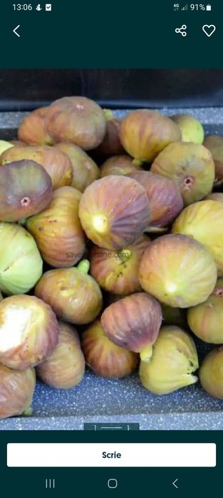 Dulceata, gem si zacusca homemade