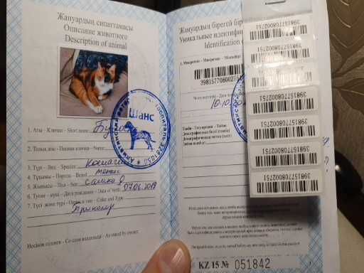 Отдам в хорошие руки. Даром.