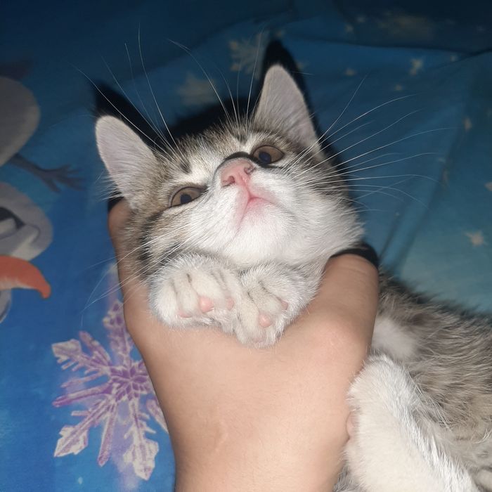 Котёнок в добрые руки