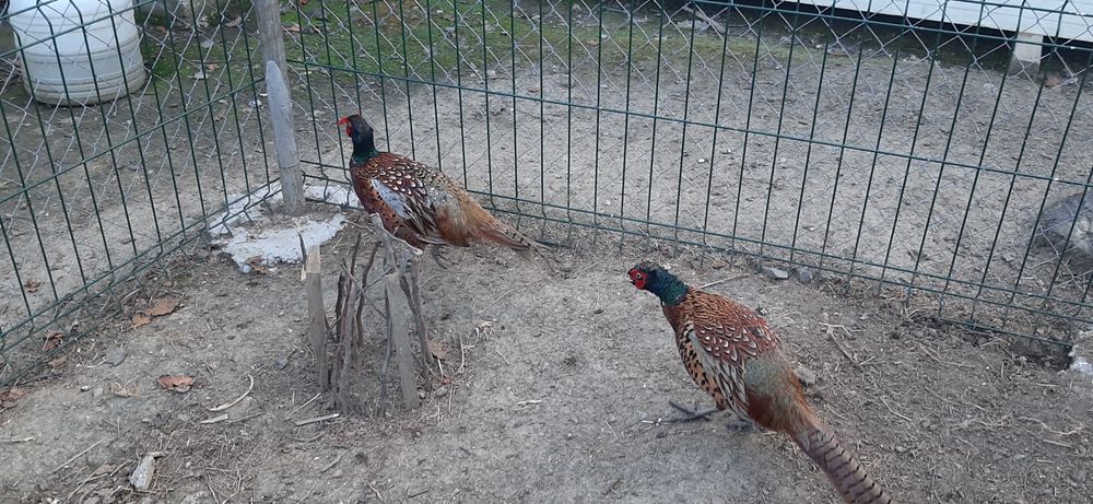 Fazani comuni- masculi