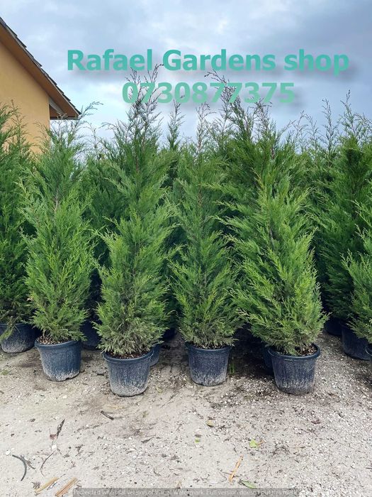 Leylandii Cupressocyparis Ornamental – Livrare Rapidă și Plantare