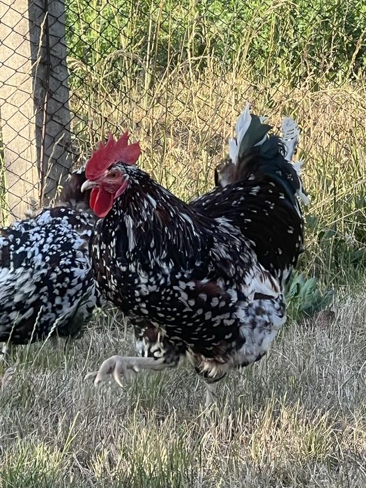 Sussex Porțelan, cocoș și găină