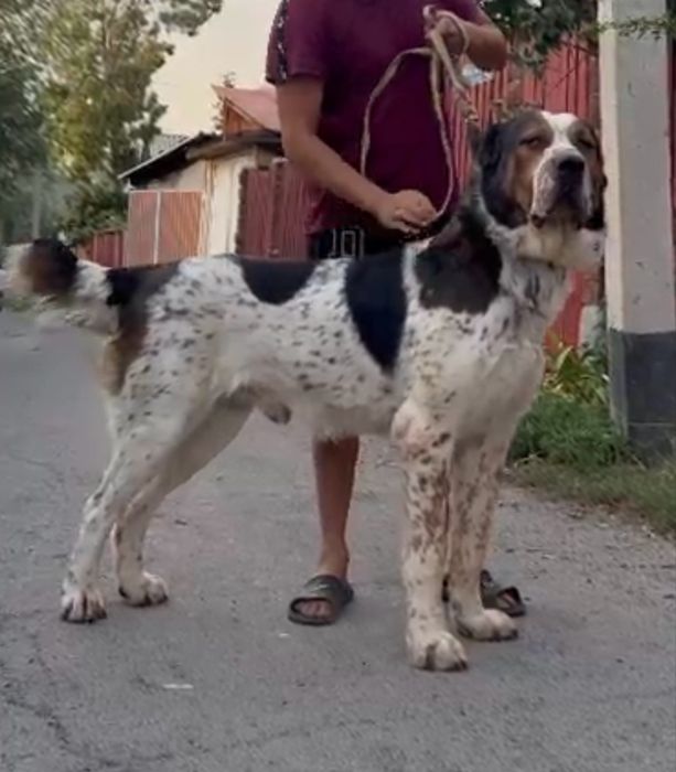 Щенки волкодав азиат