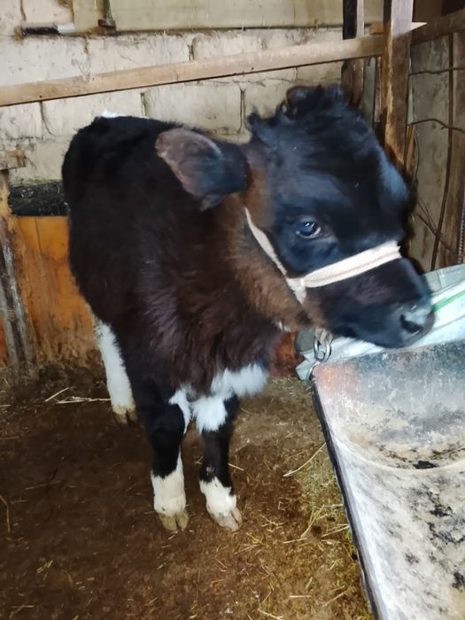 Продаются две тёлочки