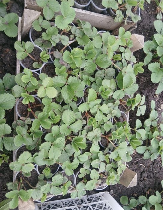 Продам рассаду клубники Мурано