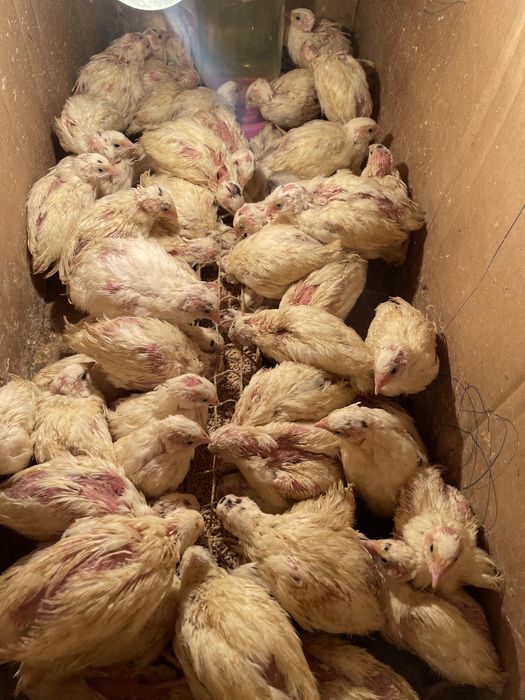 Бедана, Белый Гигант Перепелята