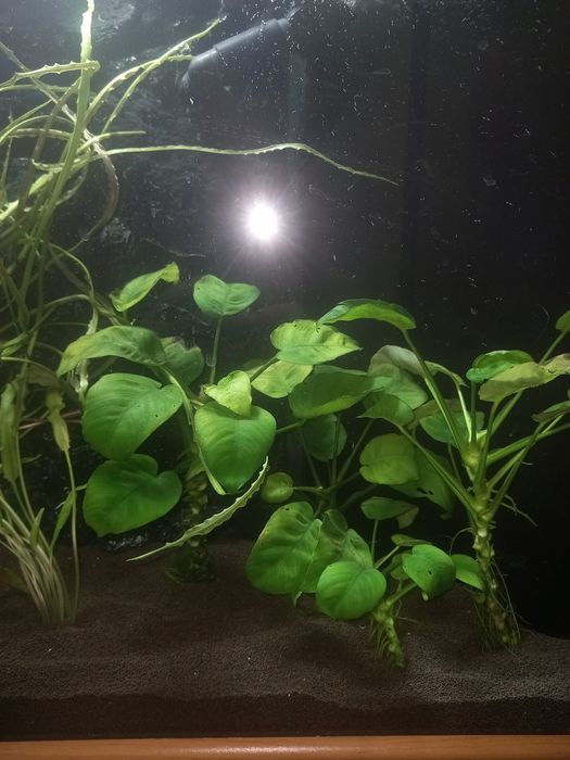 Аквариумный растения