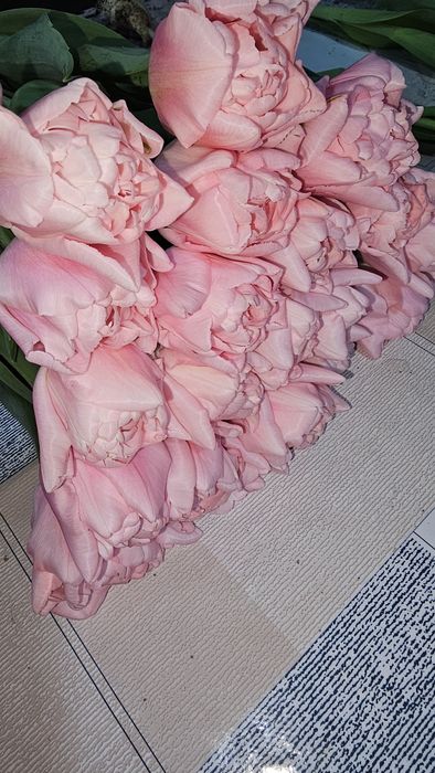 Тюльпаны только оптом