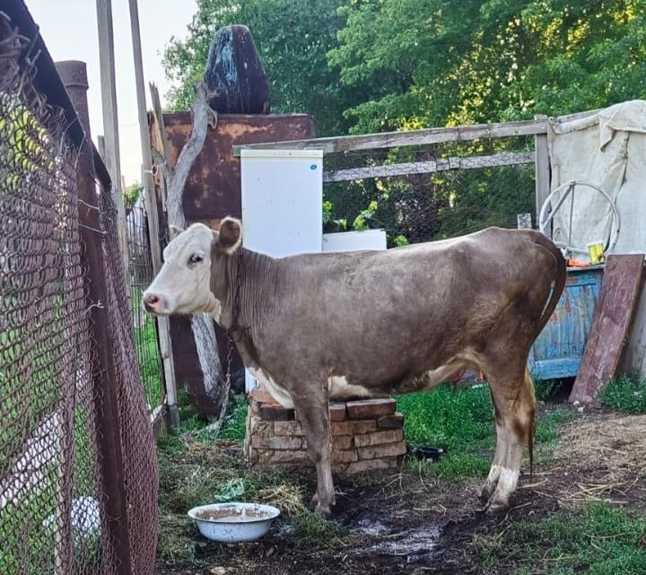 Продам корову ‼️