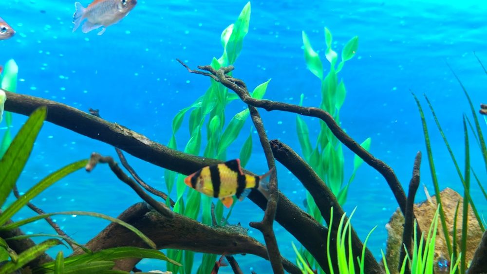 Pesti exotici de acvariu gurami/gourami si puntigrus tetrazona