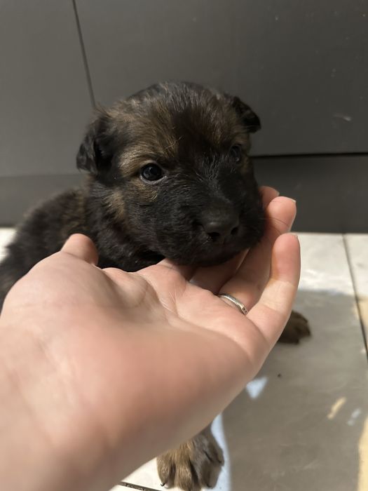 Щенки 3 недели малчики