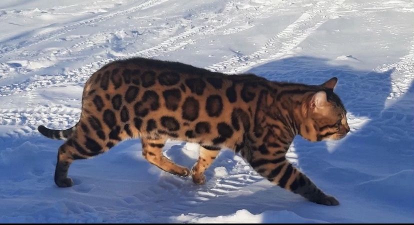 Бенгальский кот  с родословной для вязки
