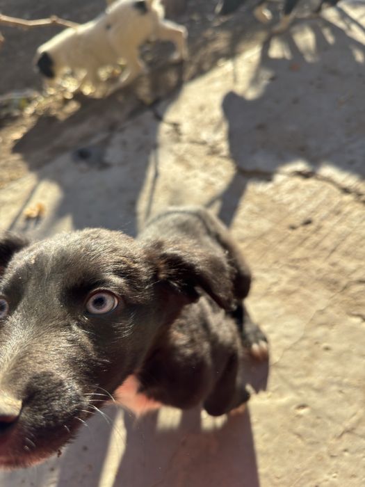 Щеночки, кушиктер бар.