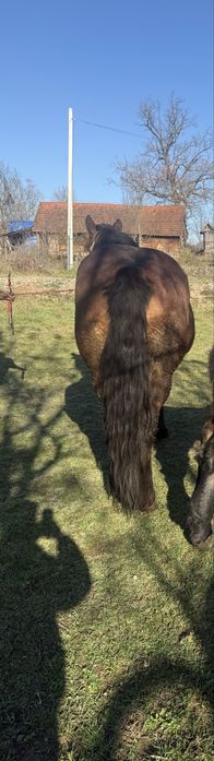 iapa Ardeneză adusa din franta cu pedigree