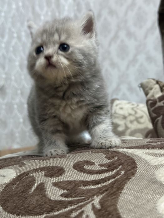 Продам котят шотландцев