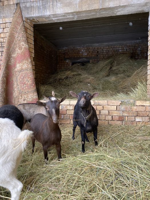 Зотли эчки мурсияна