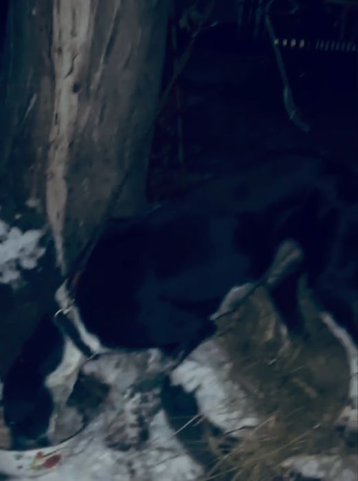 Продам собака грейхорд) Торг бар