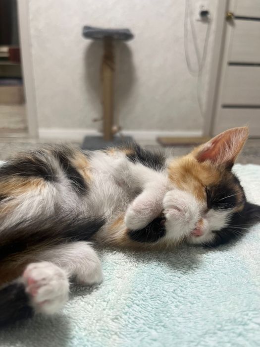 Котенок девочка отдам в добрые руки