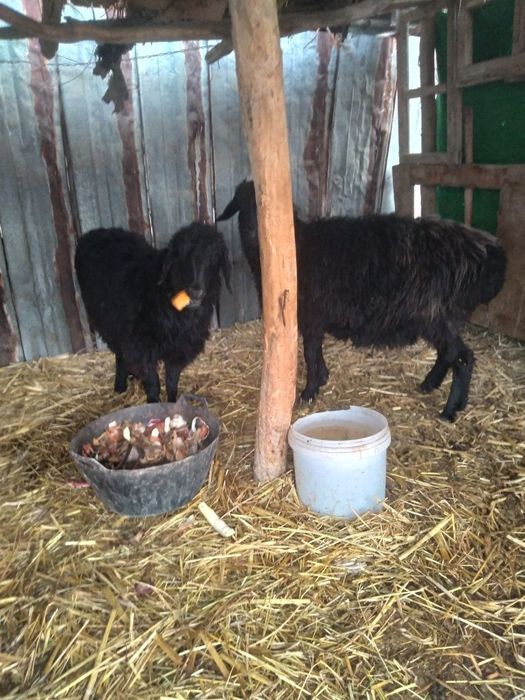 Ona bola sotiladi onasi buxoz narxi 7mln