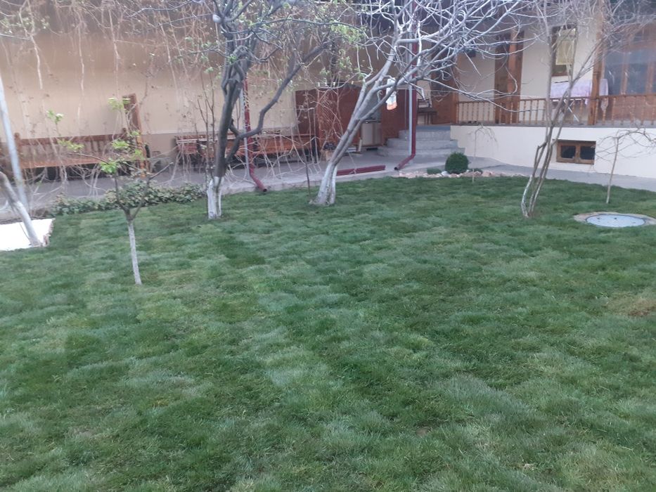 Газон рулонные и посевной из первых рук