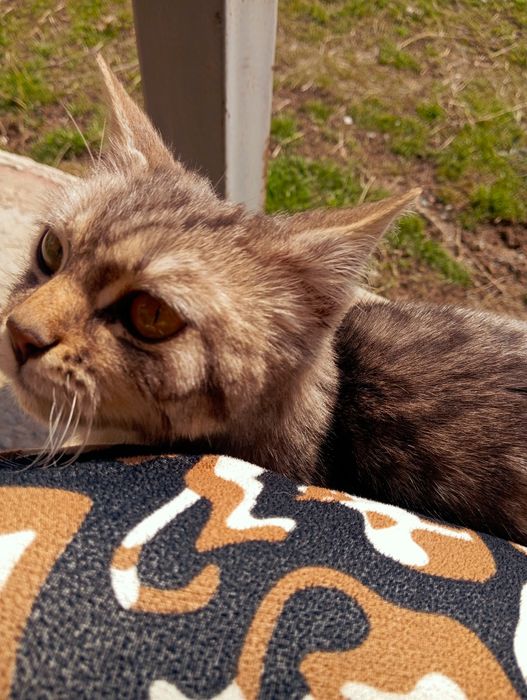 Отдам кошку в добрые руки