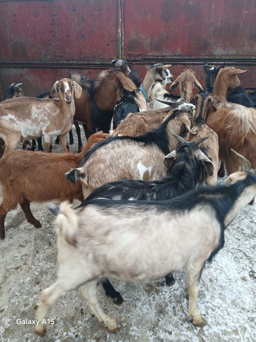 Vând vaci ,vitei și capre de rasa