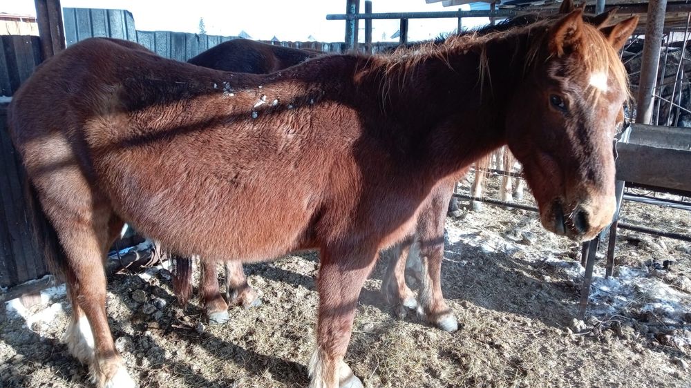 Продам жеребых кобыл