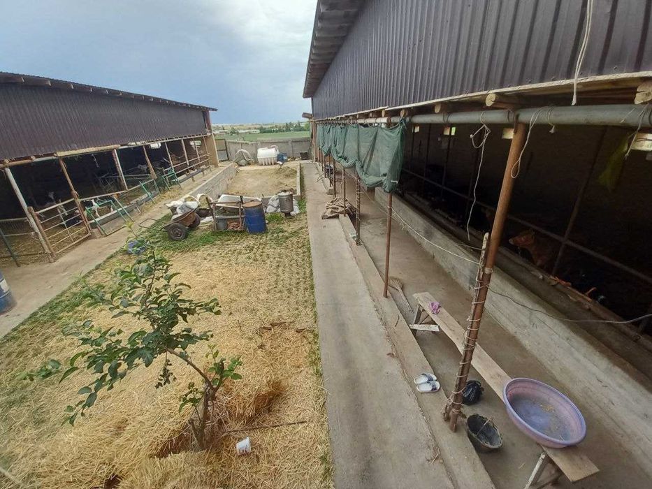 Ферма сотилади! Тошкент туманида (ориентир Сарке махалла)