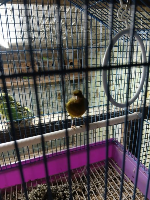 Канарейки кенары